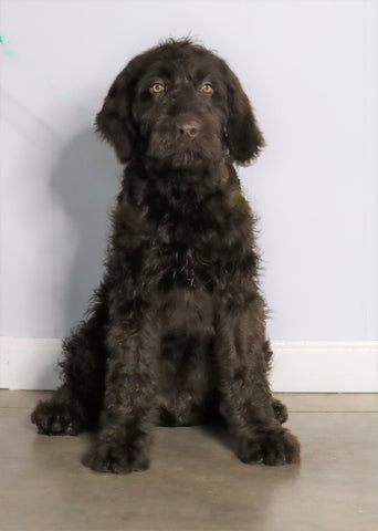 F1 Standard Labradoodle For Sale Millersburg, OH Male- Muddy