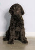 F1 Standard Labradoodle For Sale Millersburg, OH Male- Muddy