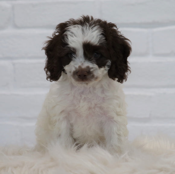 Cockapoo For Sale Dundee, OH Male Noah