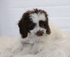 Cockapoo For Sale Dundee, OH Male Noah