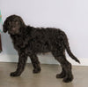 F1 Standard Labradoodle For Sale Millersburg, OH Male- Muddy