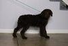 F1 Standard Labradoodle For Sale Millersburg, OH Male- Muddy