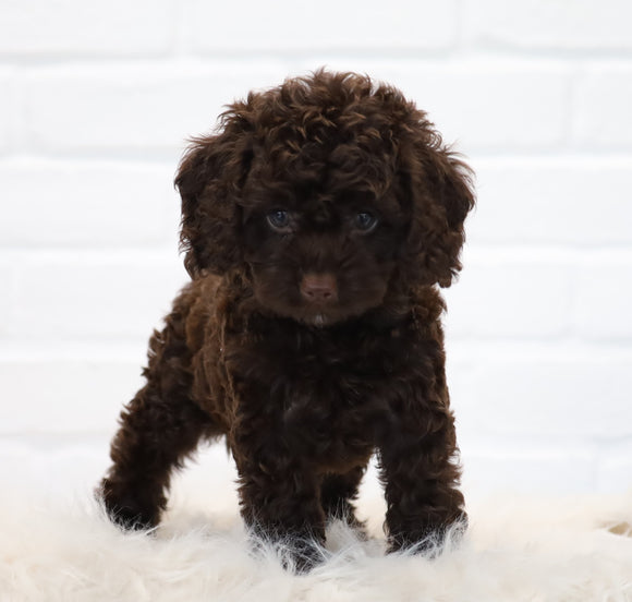 Cockapoo For Sale Dundee, OH Male- Clay