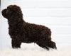 Cockapoo For Sale Dundee, OH Male- Clay