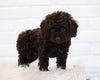 Cockapoo For Sale Dundee, OH Male- Clay