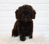 Cockapoo For Sale Dundee, OH Male- Clay