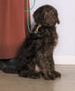 F1 Standard Labradoodle For Sale Millersburg, OH Male- Blizzard