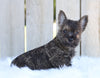 AKC Registered Cairn Terrier For Sale Millersburg, OH Male- Mason