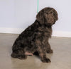 F1 Standard Labradoodle For Sale Millersburg, OH Male- Blizzard