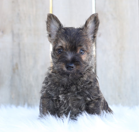 AKC Registered Cairn Terrier For Sale Millersburg, OH Male- Mason