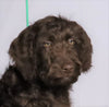 F1 Standard Labradoodle For Sale Millersburg, OH Male- Blizzard