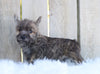 AKC Registered Cairn Terrier For Sale Millersburg, OH Male- Odie