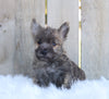 AKC Registered Cairn Terrier For Sale Millersburg, OH Male- Odie