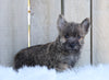 AKC Registered Cairn Terrier For Sale Millersburg, OH Male- Odie