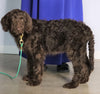 F1 Standard Labradoodle For Sale Millersburg, OH Male- Blizzard