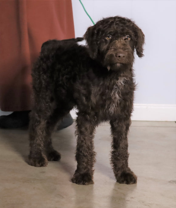 F1 Standard Labradoodle For Sale Millersburg, OH Male- Lightening