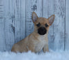 AKC Registered Cairn Terrier For Sale Millersburg, OH Male- Austin