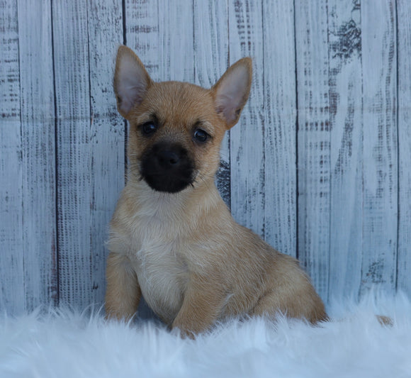 AKC Registered Cairn Terrier For Sale Millersburg, OH Male- Austin