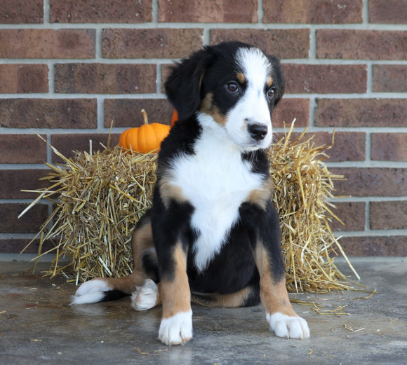 AKC Registered Bernese Mountain Dog For Sale Wooster, OH Male- Rocky