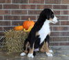 AKC Registered Bernese Mountain Dog For Sale Wooster, OH Male- Rocky
