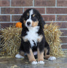 AKC Registered Bernese Mountain Dog For Sale Wooster, OH Male- Ralph
