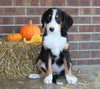 AKC Registered Bernese Mountain Dog For Sale Wooster, OH Female- Lilly