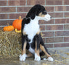 AKC Registered Bernese Mountain Dog For Sale Wooster, OH Female- Lilly