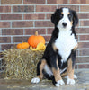 AKC Registered Bernese Mountain Dog For Sale Wooster, OH Female- Rosie