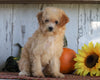 Poodle Mix Puppy For Sale Millersburg, OH Female- Daisy