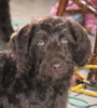 F1 Standard Labradoodle For Sale Millersburg, OH Male- Blizzard