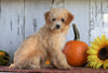 Poodle Mix Puppy For Sale Millersburg, OH Female- Daisy