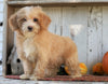 Poodle Mix Puppy For Sale Millersburg, OH Female- Angel