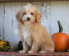 Poodle Mix Puppy For Sale Millersburg, OH Female- Angel