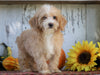 Poodle Mix Puppy For Sale Millersburg, OH Female- Angel