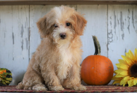 Poodle Mix Puppy For Sale Millersburg, OH Female- Angel