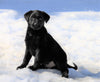 German Shepherd/ Labrador Retriever Mix For Sale Danville, OH Male- Benji
