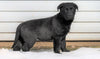 German Shepherd/ Labrador Retriever Mix For Sale Danville, OH Male- Tyler
