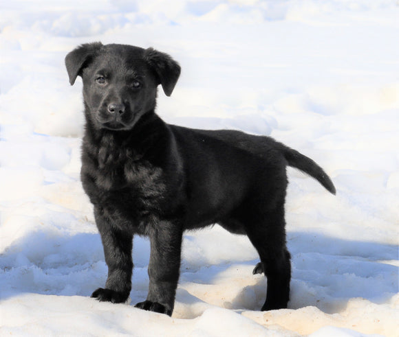 German Shepherd/ Labrador Retriever Mix For Sale Danville, OH Male- Buster