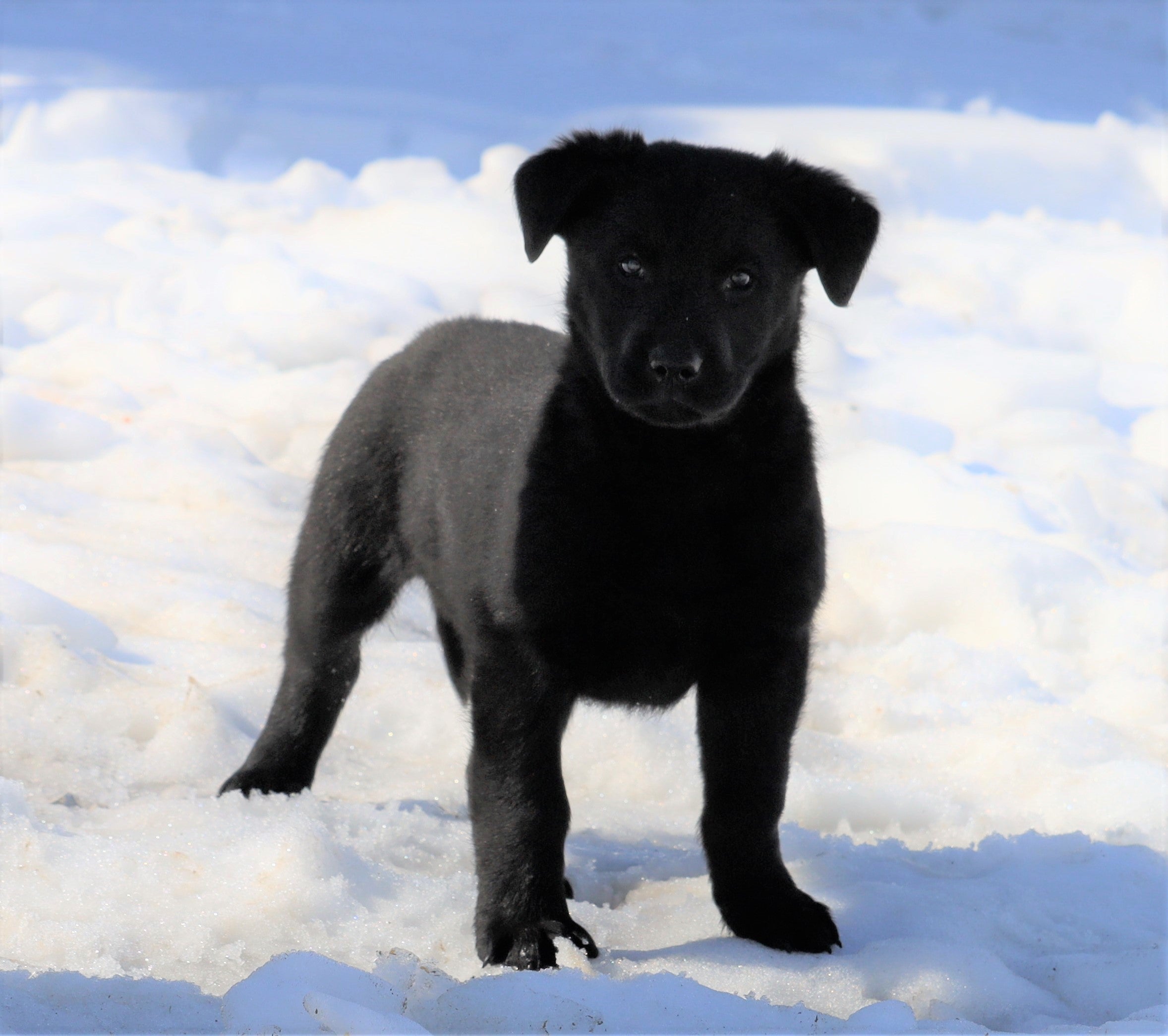 Labrashep German Shepherd/ Labrador Retriever Mix For Sale Danville, OH Male- Bu ...
