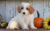 Poodle Mix Puppy For Sale Millersburg, OH Male- Max