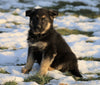AKC Registered German Shepherd For Sale Fredericksburg, OH Male- Roscoe