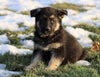 AKC Registered German Shepherd For Sale Fredericksburg, OH Male- Roscoe
