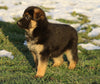 AKC Registered German Shepherd For Sale Fredericksburg, OH Female- Lexi