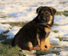 AKC Registered German Shepherd For Sale Fredericksburg, OH Female- Lexi