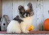 CKC Registered Pomeranian For Sale Millersburg, OH Male- Zeek