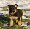 AKC Registered German Shepherd For Sale Fredericksburg, OH Female- Stella