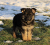 AKC Registered German Shepherd For Sale Fredericksburg, OH Female- Stella