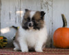 ACA Registered Pomeranian For Sale Millersburg, OH Female- Lucy