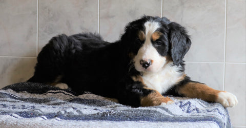 AKC Registered Bernese Mountain Dog For Sale Millersburg, OH Male- Max