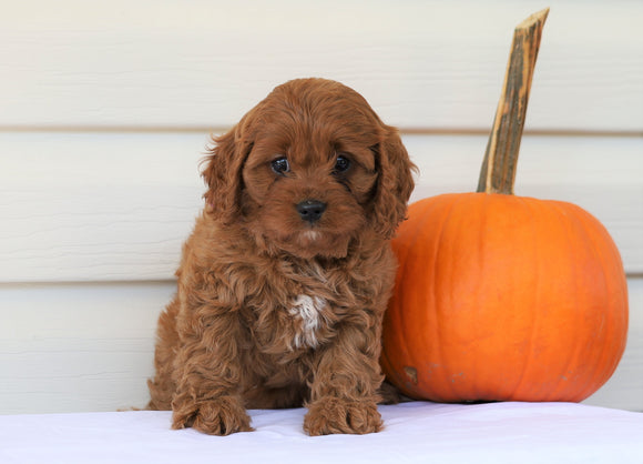 Cavapoo For Sale Holmesville, OH Female- Chloe